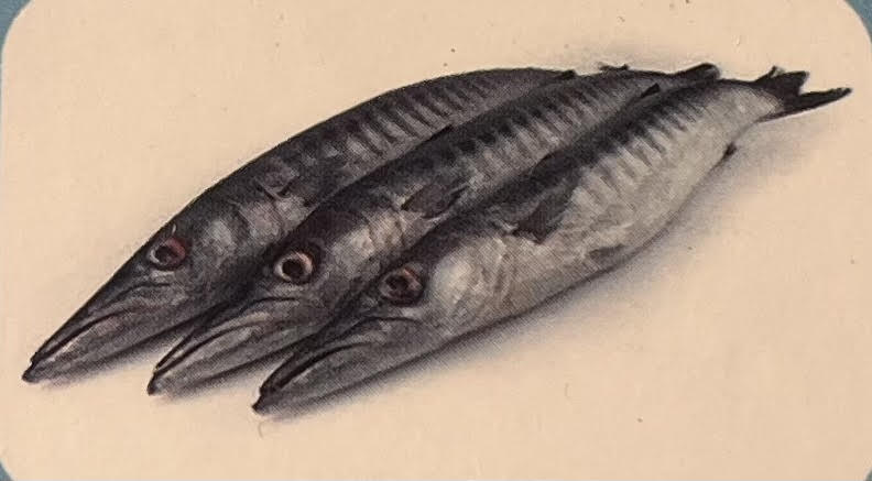 Barracuda