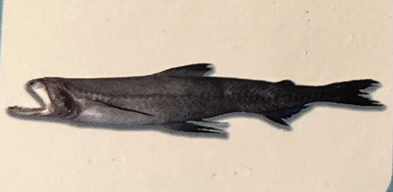 Bombay Duck