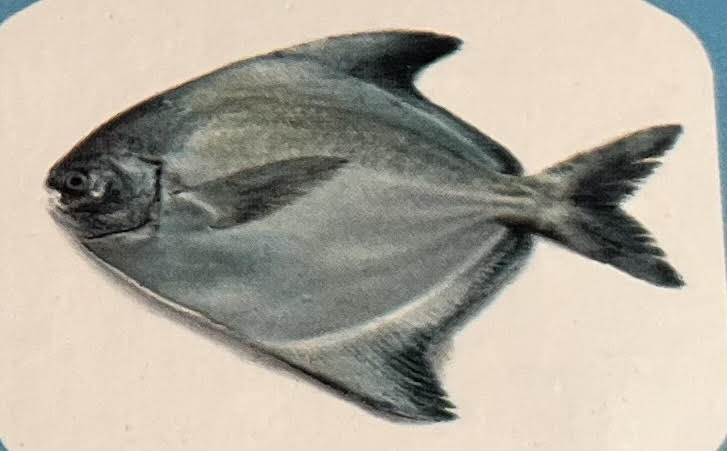 Chinese Pomfret
