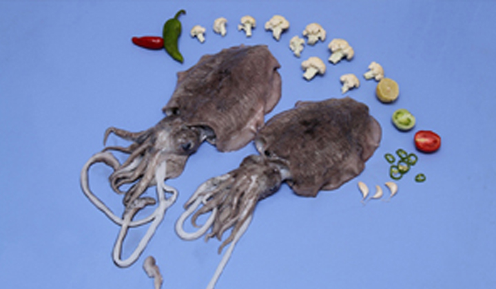 Whole Cuttlefish