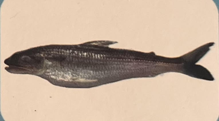 Lizard Fish