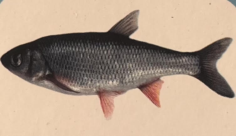 Mrigal