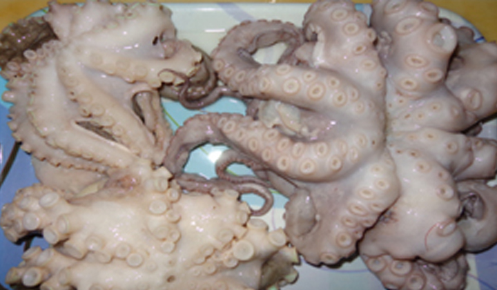 Octopus