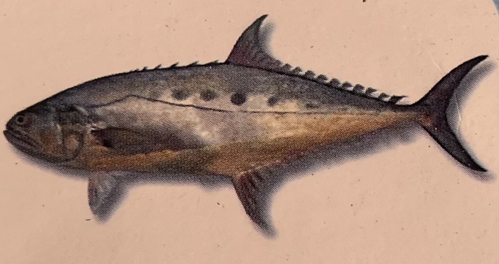 Queen Fish
