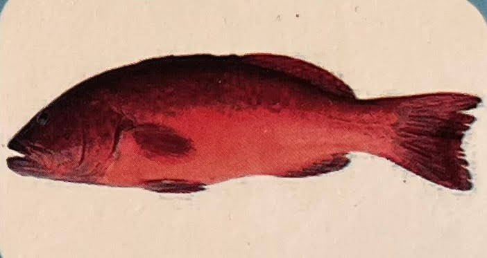 Spotted Grouper