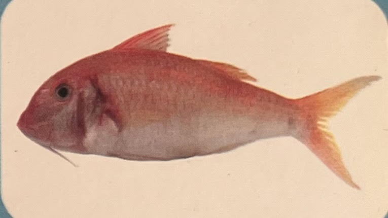 Grey Mullet