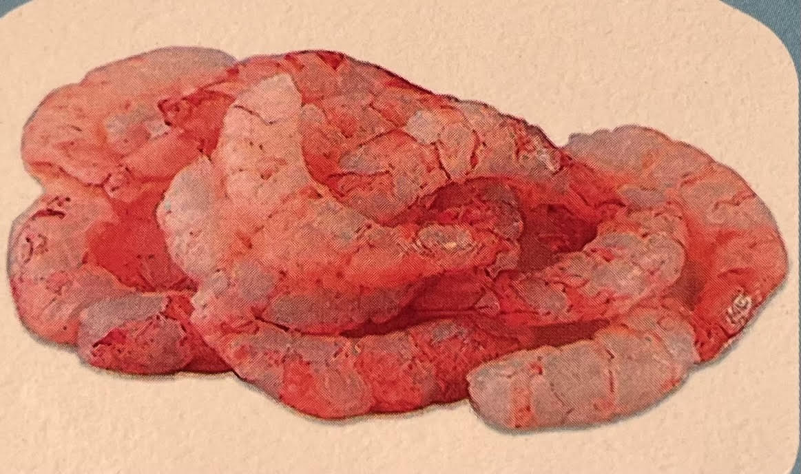 Red Pud Shrimp