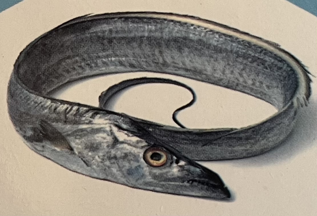 Ribbon Fish