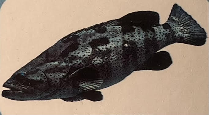 Grouper