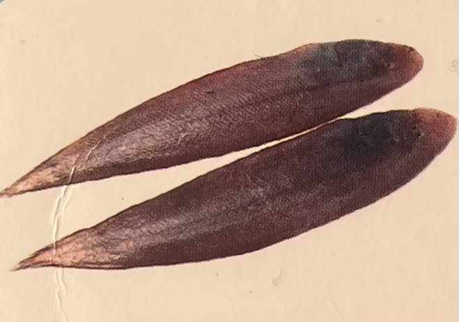 Sole Fish