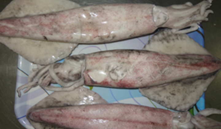 Loligo Squid