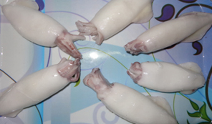 Stuffed Squid